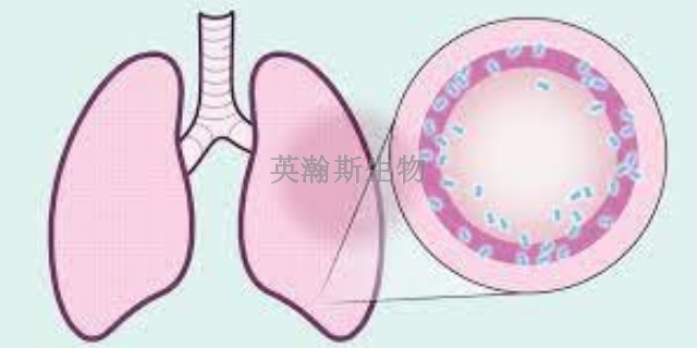 广东靠谱的肺纤维化模型动物实验外包