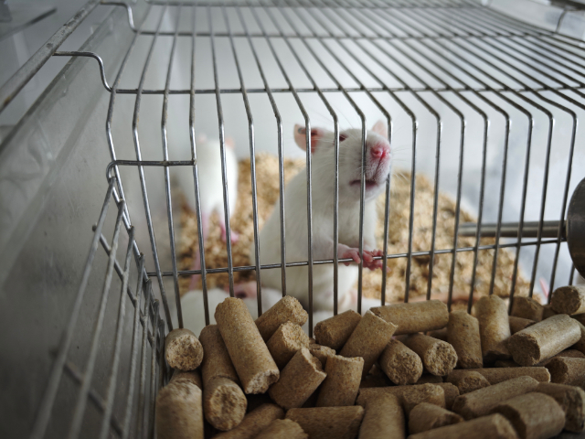 尿道炎大鼠模型 歡迎來電 南京英瀚斯生物科技供應(yīng)