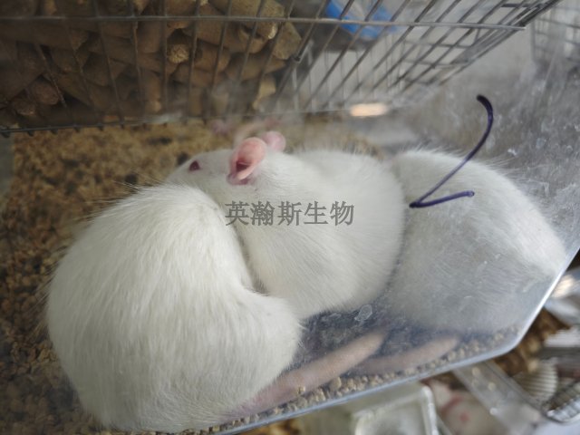 早產(chǎn)動物模型造模方法,模型