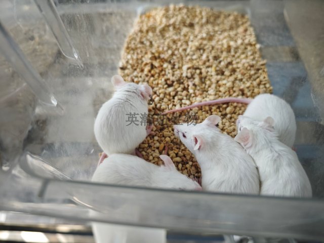 小鼠失血性貧血動物模型建立,模型