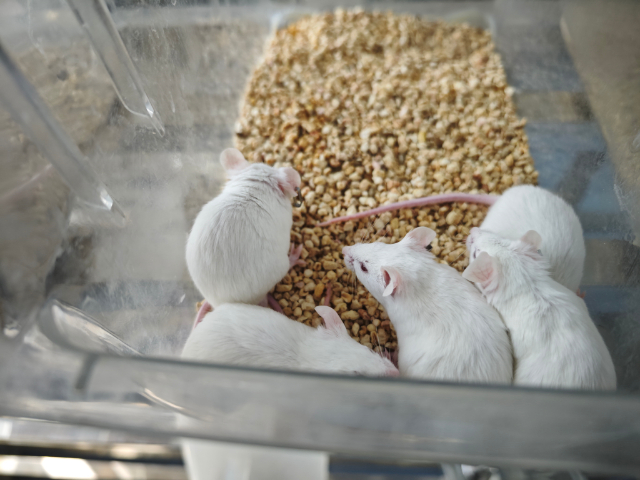 大鼠癲癇模型構(gòu)建 歡迎咨詢 南京英瀚斯生物科技供應(yīng)