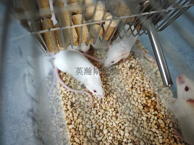 EAE動物模型構建,模型