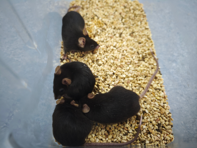 潰瘍性結(jié)腸炎大鼠模型建立 來電咨詢 南京英瀚斯生物科技供應(yīng)