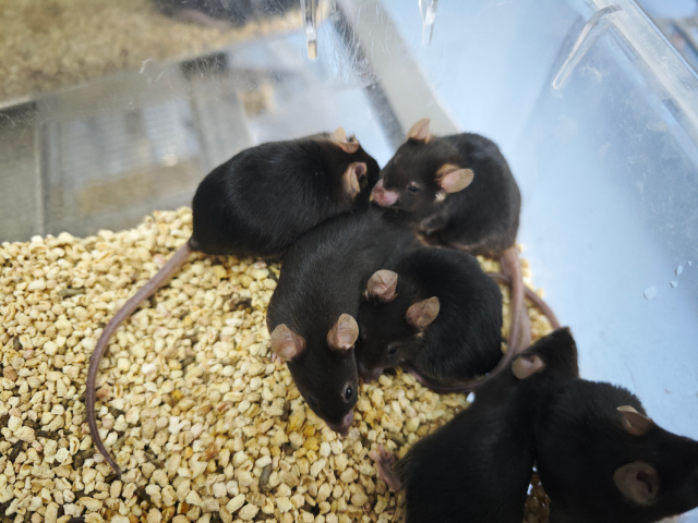 橋本甲狀腺炎小鼠模型構(gòu)建 歡迎咨詢 南京英瀚斯生物科技供應(yīng)