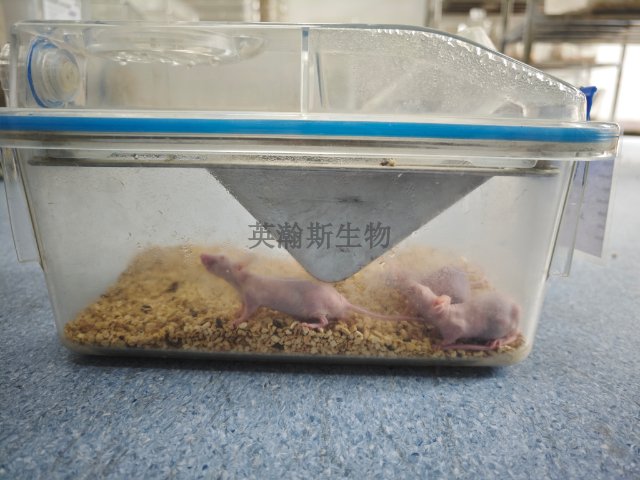 失血性休克動物模型