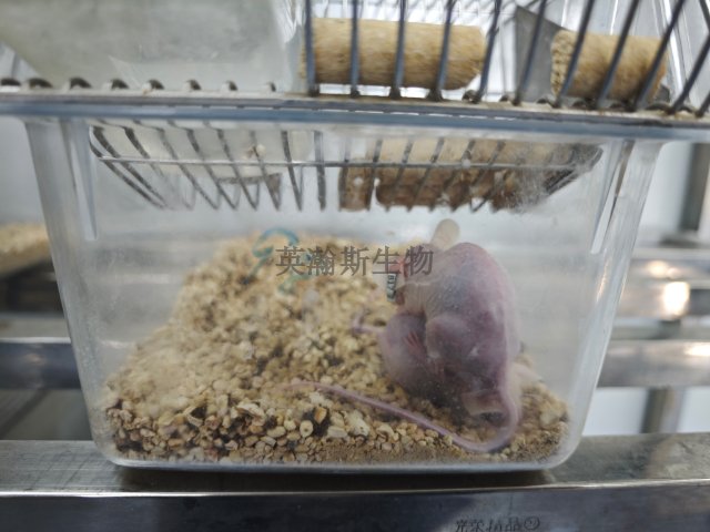 輕度腦損傷（mTBI）構建動物模型構建,模型