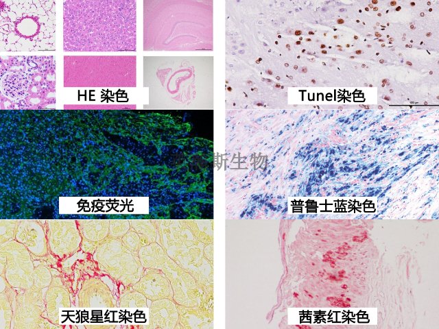 南京阿里辛蓝-过碘酸雪夫染色外包 值得信赖 南京英瀚斯生物科技供应