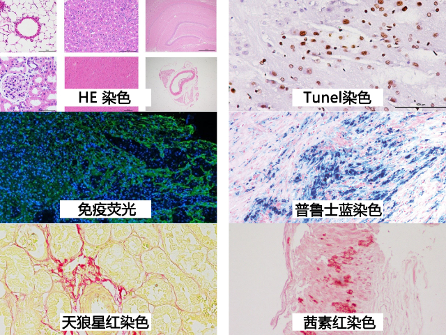 南京切片染色檢測(cè) 值得信賴 南京英瀚斯生物科技供應(yīng)