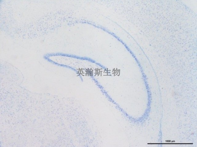 南京Von Kossa染色价格 欢迎咨询 南京英瀚斯生物科技供应