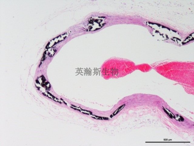 南京病理染色检测,染色