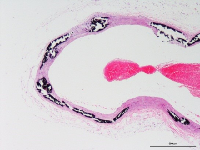 南京Masson染色價(jià)格 服務(wù)為先 南京英瀚斯生物科技供應(yīng)