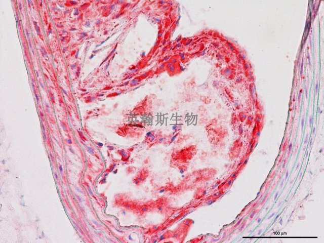 南京Von Kossa染色价格,染色