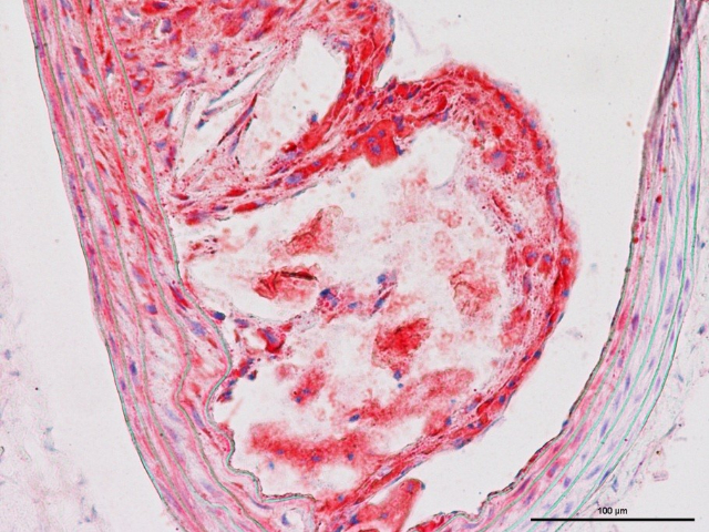 南京阿里辛藍(lán)染色公司 歡迎咨詢 南京英瀚斯生物科技供應(yīng)