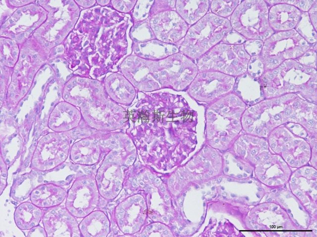 南京六胺银染色外包 欢迎来电 南京英瀚斯生物科技供应