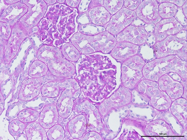 南京高爾基體染色價(jià)格 值得信賴 南京英瀚斯生物科技供應(yīng)