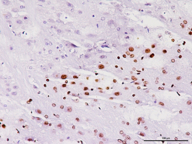 南京六胺银染色检测 来电咨询 南京英瀚斯生物科技供应