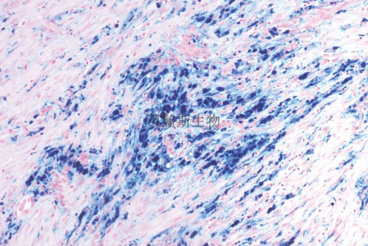 南京切片染色价格 服务为先 南京英瀚斯生物科技供应