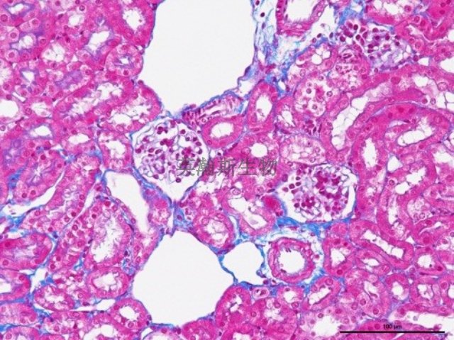 南京固蓝染色外包 欢迎来电 南京英瀚斯生物科技供应