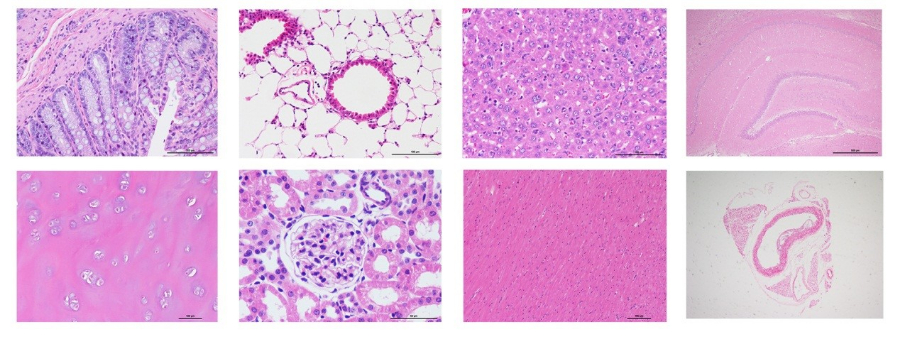 南京阿里辛藍(lán)染色公司 來(lái)電咨詢 南京英瀚斯生物科技供應(yīng)