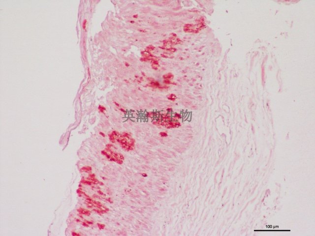 南京切片染色价格 欢迎咨询 南京英瀚斯生物科技供应