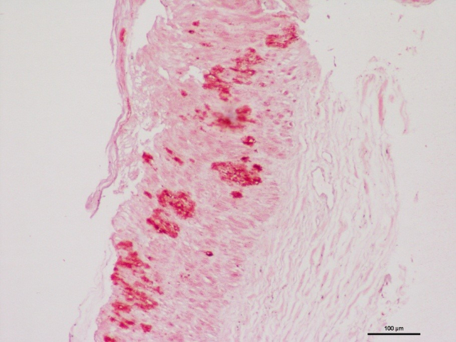 南京甲苯胺藍(lán)染色公司 歡迎咨詢 南京英瀚斯生物科技供應(yīng)