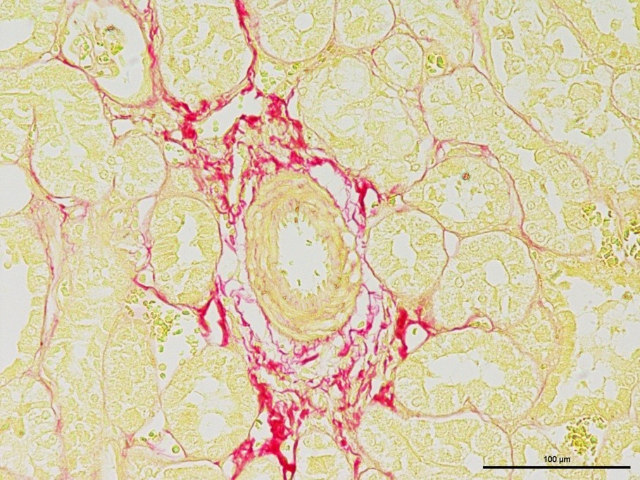 南京吉姆薩染色哪家好 歡迎咨詢 南京英瀚斯生物科技供應(yīng)