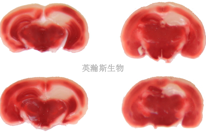 南京茜素红染色价格 欢迎咨询 南京英瀚斯生物科技供应