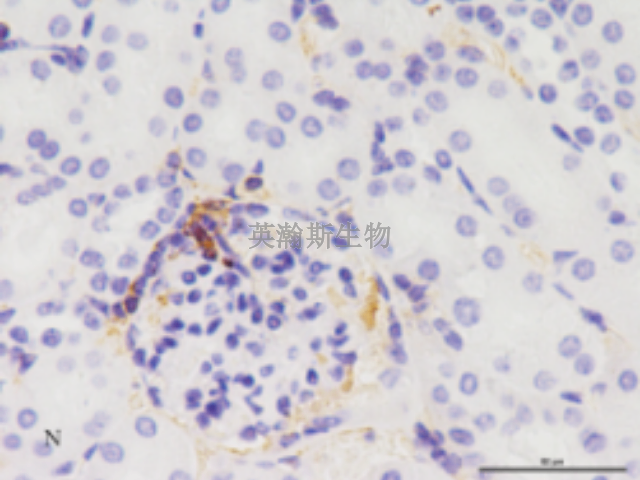 南京Van Gieson染色价格 来电咨询 南京英瀚斯生物科技供应