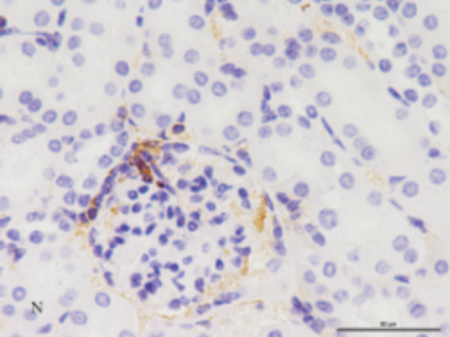 南京阿里辛藍(lán)-過(guò)碘酸雪夫染色價(jià)格 值得信賴 南京英瀚斯生物科技供應(yīng)