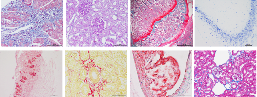 南京高爾基體染色哪家好 服務(wù)為先 南京英瀚斯生物科技供應(yīng)