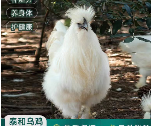 鲜嫩乌鸡美味营养赞赞赞