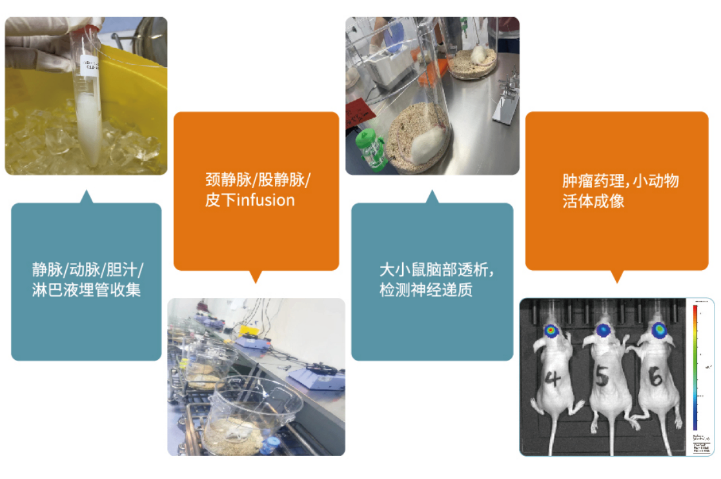 浙江脑通透动物实验外包服务方案