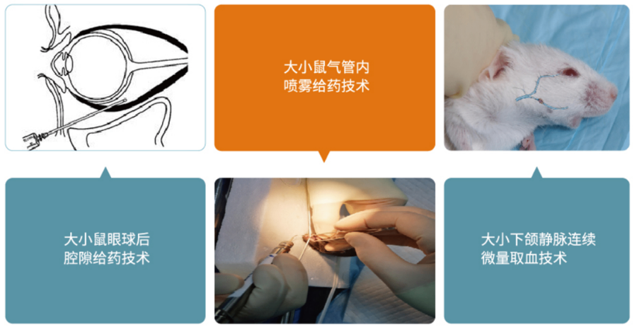 動(dòng)物實(shí)驗(yàn)?zāi)募铱孔V 吾創(chuàng)生物科技供應(yīng)