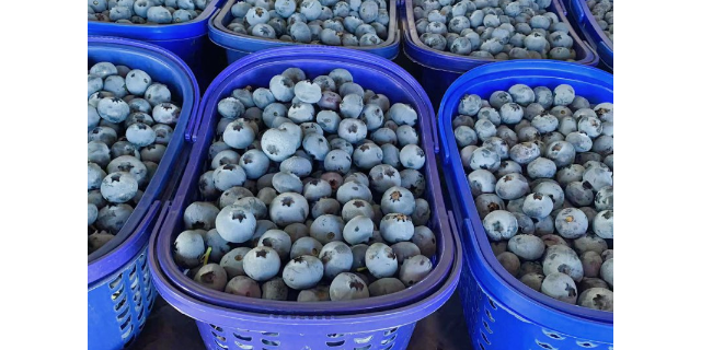 浙江天然蓝莓成本价,蓝莓