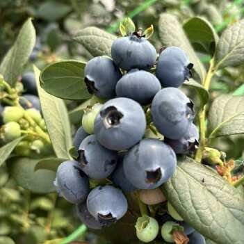 广东好的澄江蓝莓营养,澄江蓝莓
