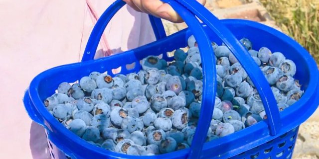 附近哪里有澄江蓝莓多少一斤,澄江蓝莓