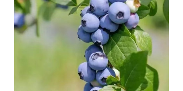 浙江比较好的澄江蓝莓营养价值