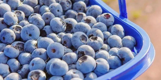 湖北各地澄江蓝莓食品