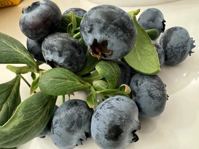 湖北特级蓝莓是什么,蓝莓