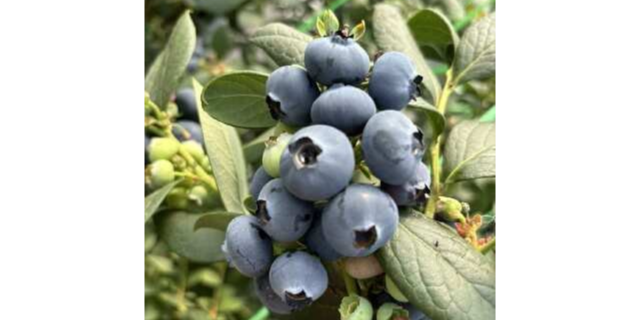 浙江天然蓝莓食用方法,蓝莓
