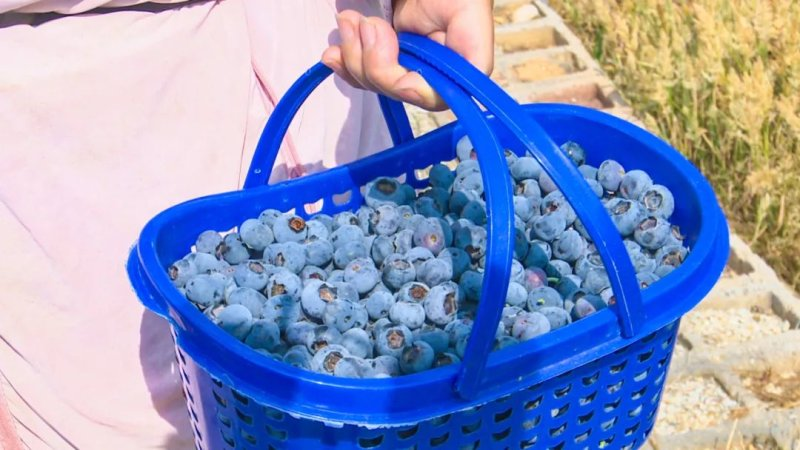 上海家喻户晓蓝莓哪里有,蓝莓
