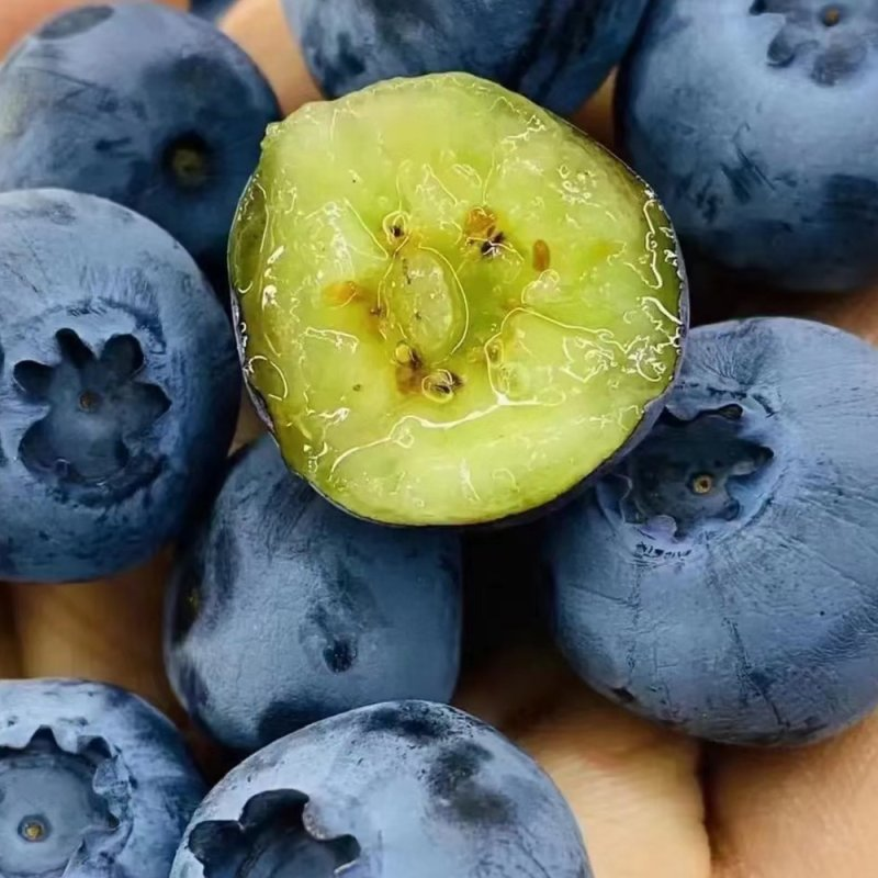 北京农副蓝莓营养价值