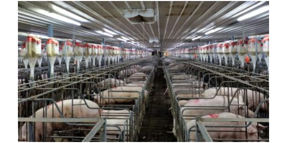 广东智慧养殖猪场空气净化系统高科技 广州荷德曼农业科技供应