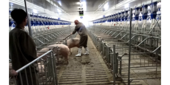 重庆自动化猪场空气净化系统 广州荷德曼农业科技供应