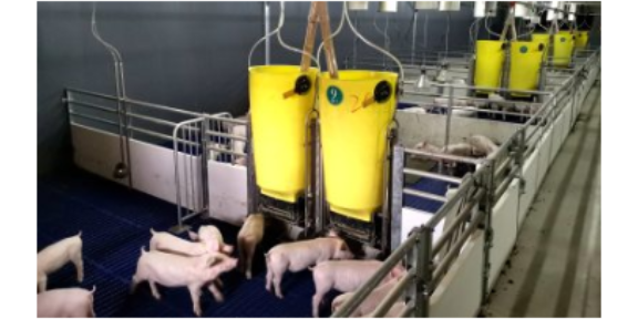 北京猪干湿料槽用法视频
