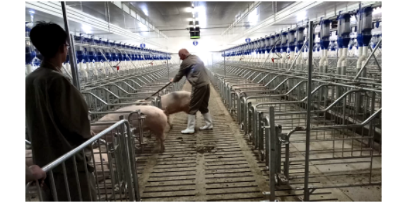 重庆猪场空气净化系统养殖