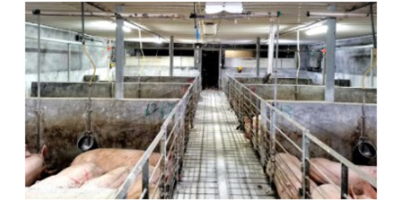 四川智能化猪场空气净化系统养殖,猪场空气净化系统