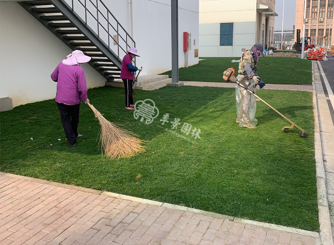 江苏绿植租赁病虫害,绿植租赁