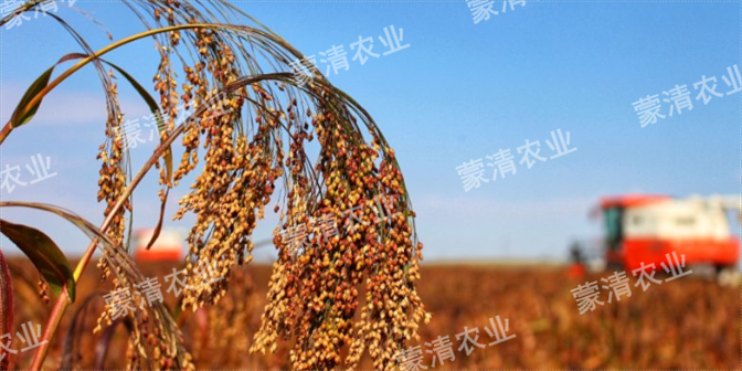 内蒙古荞麦源头杂粮哪些好 真诚推荐 内蒙古蒙清农业科技供应